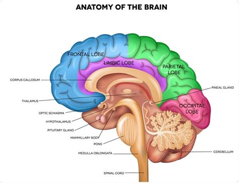 Parts Of The Human Brain And Functions