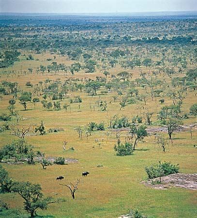 Savanna | African Grasslands, Wildlife & Climate | Britannica