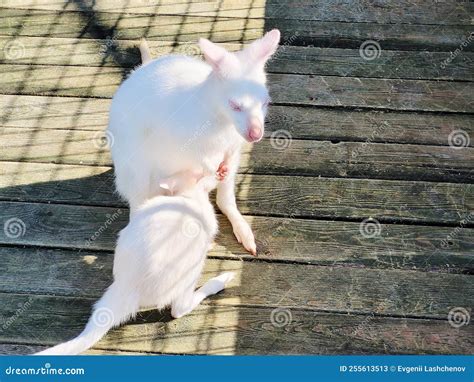 Mother of a White Kangaroo with a Baby in the Zoo Stock Image - Image ...