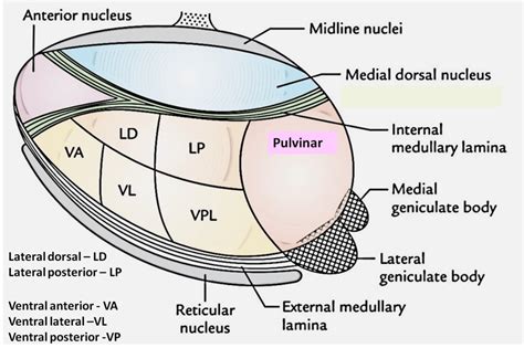 Thalamus - Functions - Nuclei - Connections -AnatomyQA