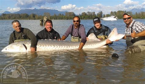 Sturgeon Fishing, Sturgeon, BC Sturgeon, Fraser River Sturgeon, BC ...