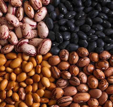 Buy Beans for sale- Bulk Beans wholesale supplier