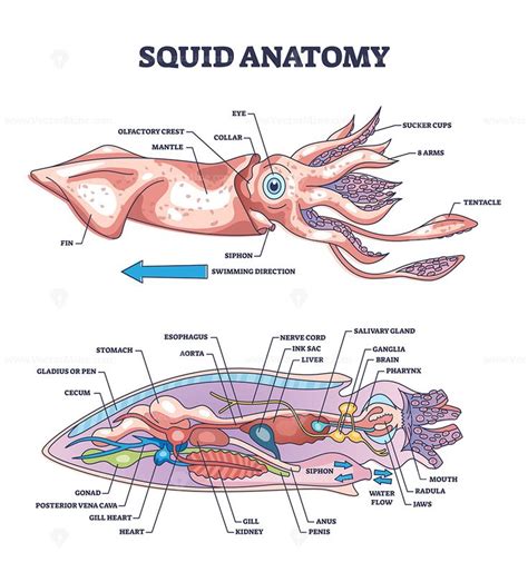 Squid anatomy and underwater creature inner parts structure outline ...