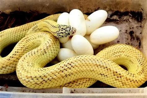 Top 15 King Snake Morphs (With Pictures) - ReptileHow.com