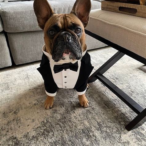 Black Wedding Dog Tuxedo Pomeranian Suit Black Dog Suit Luxury Norway ...