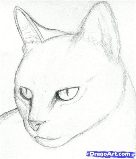 Cat Drawings Pencil | how to draw a cat head, draw a realistic cat step ...