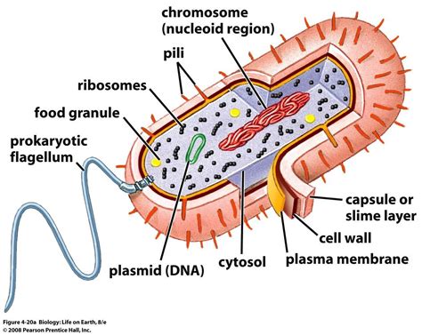 Prokaryotes Intro at Austin Community College - StudyBlue