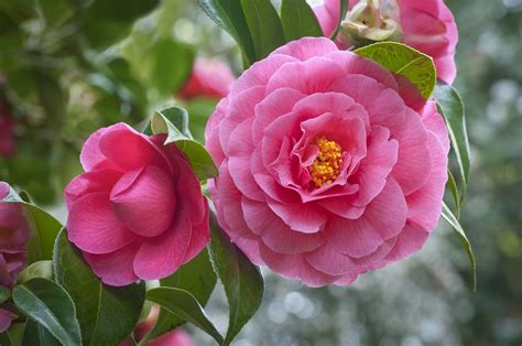 Camellia Meaning and Symbolism in the Language of Flowers - Petal Republic