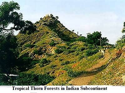 Tropical Thorn Forests in Indian Subcontinent - QS Study