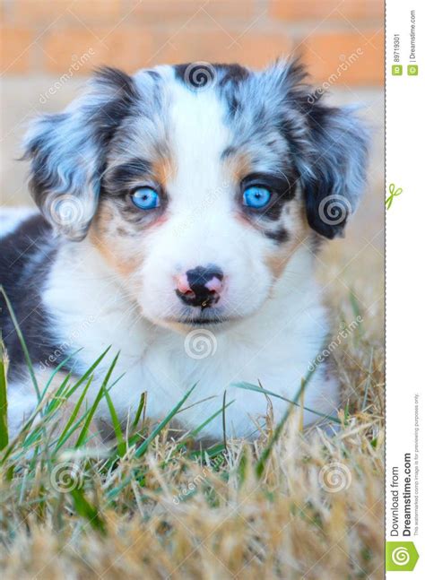 Australian Shepherd Puppies With Blue Eyes