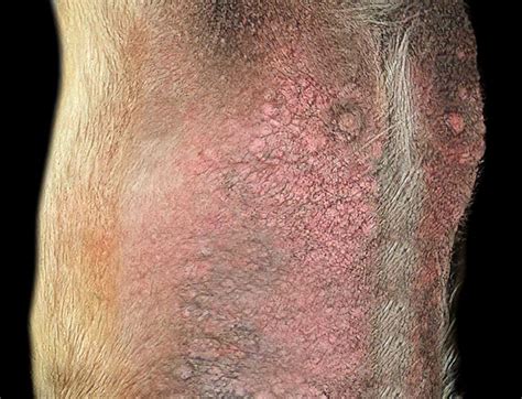 12 Pictures of Dog Scabies [With Veterinarian Comments]