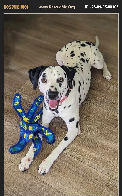 ADOPT 23090500103 ~ Dalmatian Rescue ~ Largo, FL