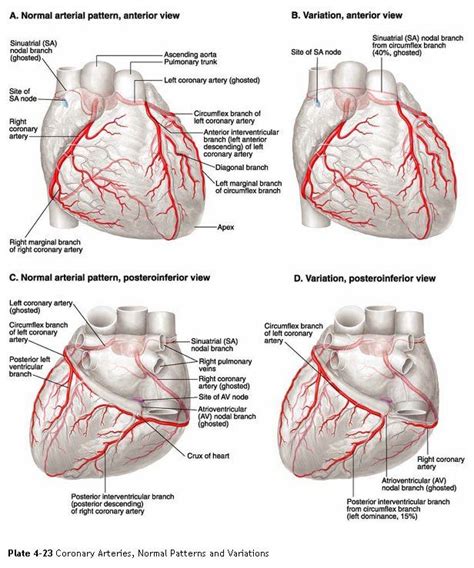 Medical Textbook in The Net: Coronary Circulation | Cardiac nursing ...