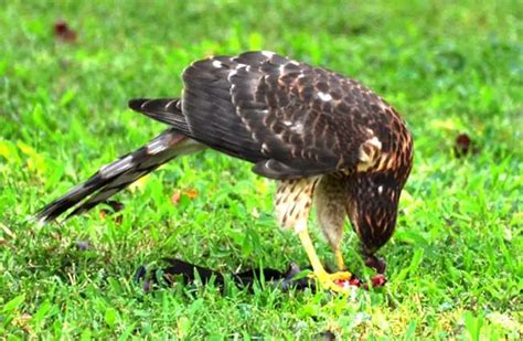 Cooper's Hawk - Description, Habitat, Image, Diet, and Interesting Facts