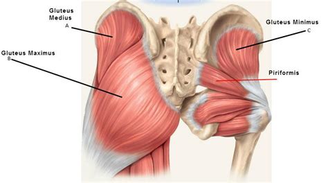 Hip Pain: muscle versus joint Bucks Sports Chiropractic: Dr. Derek Gearhart