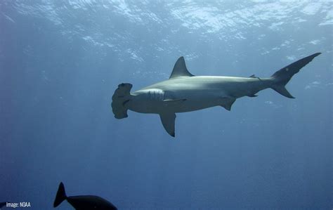 Scalloped Hammerhead Shark - Oceana