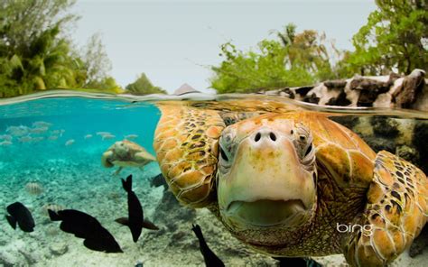 Sea Turtles Wallpapers - Wallpaper Cave