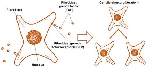 Basic Fibroblast Growth Factor—the Good, the Bad and the Stable