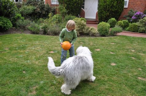 Free Images : lawn, meadow, play, boy, young, child, garden, fun ...