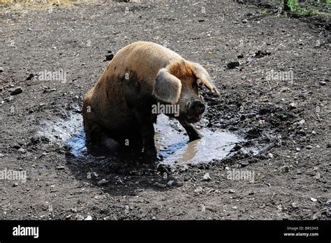 Tamworth pig Stock Photo - Alamy