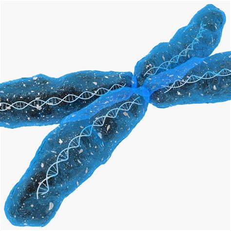 3d Chromosome