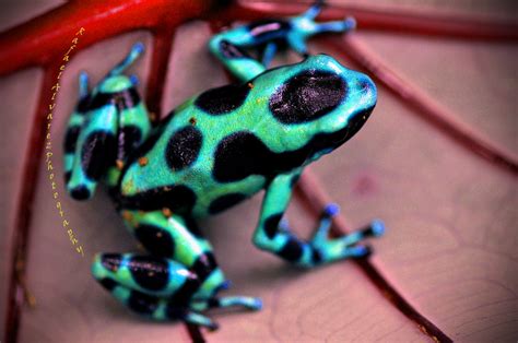 Green Dart Poison Frog - Costa Rica - a photo on Flickriver