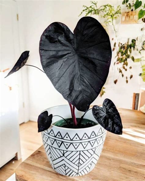 Alocasia with pitch black leaves and edible roots | My desired home ...