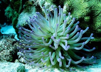 Plants In The Coral Reef Biome