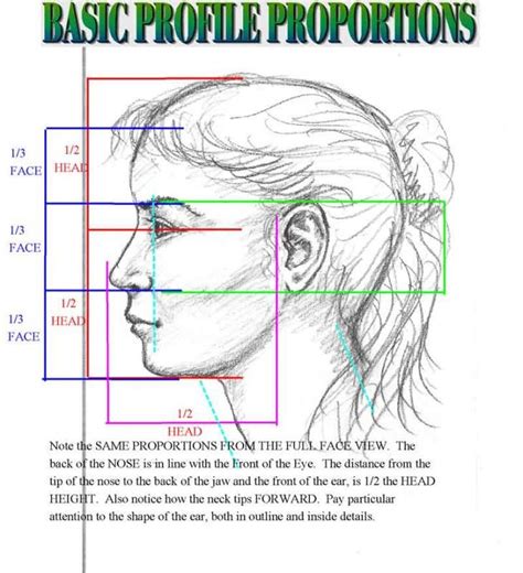 Face Proportion Drawing at GetDrawings | Free download