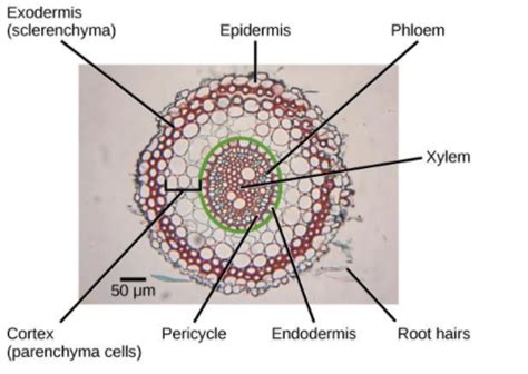 What is the role of epidermis in plants?