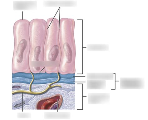 Epithelial Tissue Diagram | Quizlet