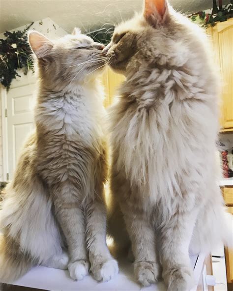 Just two buff boys kissing in my kitchen : r/cats