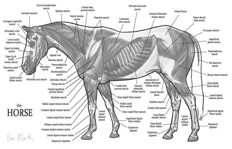 Horse Anatomy the Muscles by COOKEcakes on DeviantArt