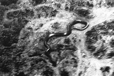 Strange Findings: 100 Foot Giant Congo Snake? | by Kelsey lyle | Medium