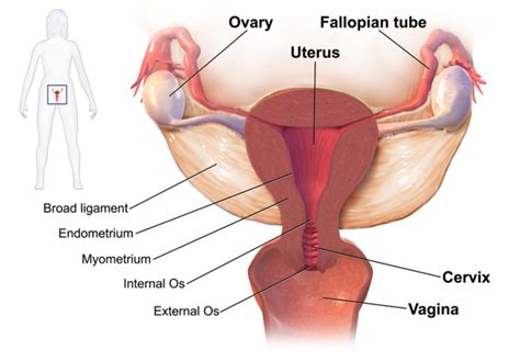 The Female Reproductive System | Boundless Anatomy and Physiology ...