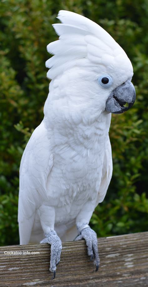 white-parrot-cockatoo – Cockatoo Info