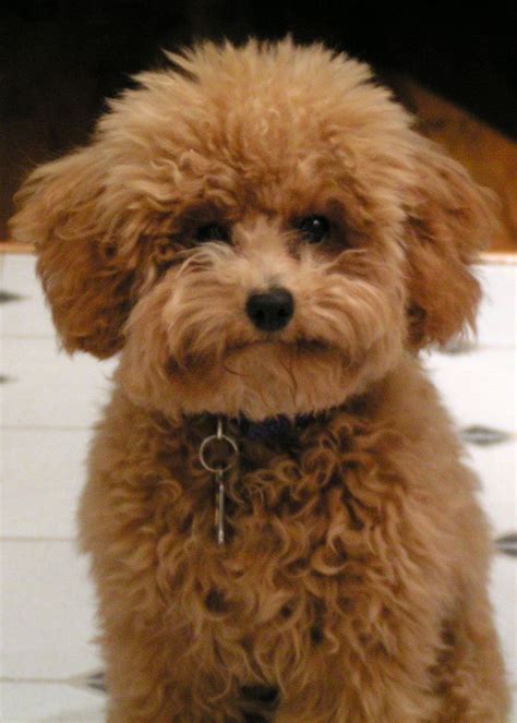 Apricot toy Poodle w/ a puppy cut. | Dog Gone It!!! | Pinterest