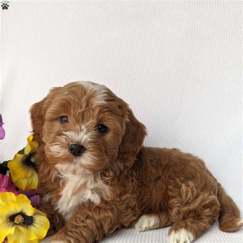 What Is A Shih Poo Puppies