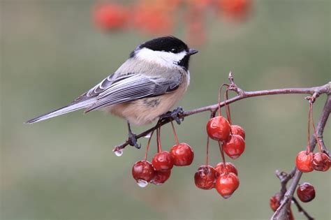 Top 20 Backyard Birds in Massachusetts (Free Picture ID Printable ...