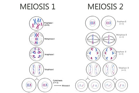 [Solved] Draw the process of Meiosis. Your parent cell is 2n=6 (n is ...