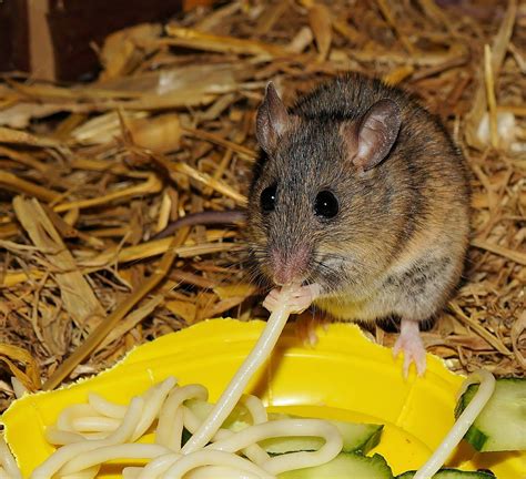 Different Types of Mice - Pet Mice Blog.co.uk