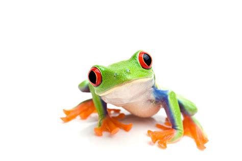 Tree Frog Stock Photos, Pictures & Royalty-Free Images - iStock