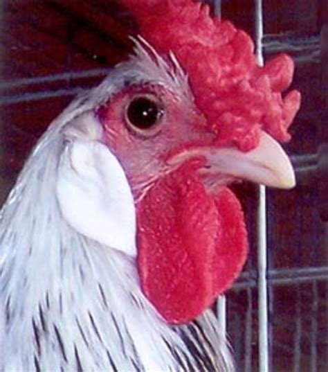 Silver Spangled Hamburg Chicken - Chicks for Sale | Cackle Hatchery