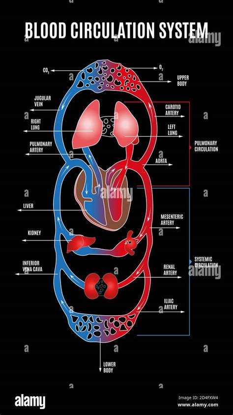 The Circulatory System Diagram For Kids