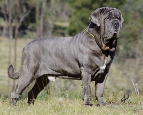 Neapolitan Mastiff Dog Reviews - real reviews from real people