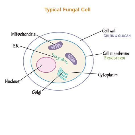 Immunology/Microbiology Glossary: Fungal Morphology & Mycoses Overview ...