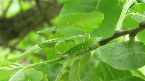 Purple emperor caterpillar - YouTube