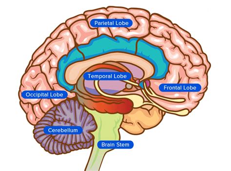 Brain Anatomy Map - Anatomy Of The Brain Anatomical Chart Anatomy ...