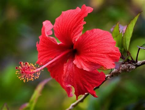 Puerto Rico La Isla Del Encanto: Ave y Arbol Nacional