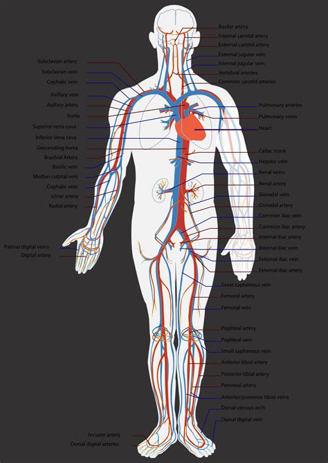 Circulatory System Diagram Pdf